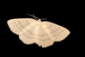 Attēlu rezultāti vaicājumam “Cabera pusaria”