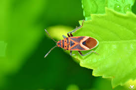Attēlu rezultāti vaicājumam “Lygaeidae”