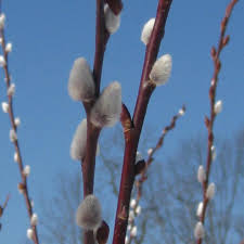 Attēlu rezultāti vaicājumam “Chionaspis salicis imago”