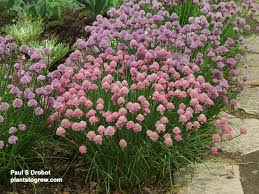 Attēlu rezultāti vaicājumam “Allium schoenoprasum fruit”