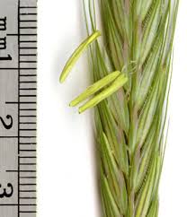 Image result for Secale cereale