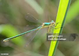 Attēlu rezultāti vaicājumam “Lestes dryas female”