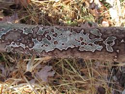 Attēlu rezultāti vaicājumam “Peniophora laurentii”