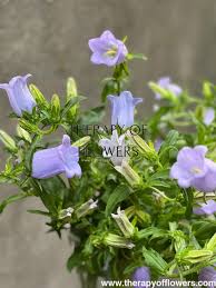 Image result for Campanula medium