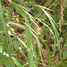 Attēlu rezultāti vaicājumam “Brachypodium sylvaticum”