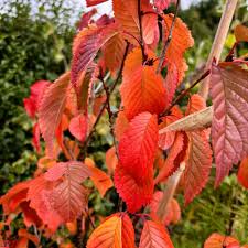 Attēlu rezultāti vaicājumam “Padus avium leaf”