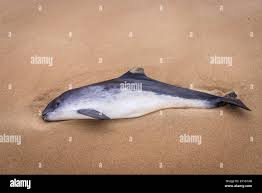 Image result for Phocoena phocoena