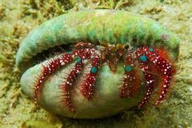 Attēlu rezultāti vaicājumam “Diderma crustaceum macro”