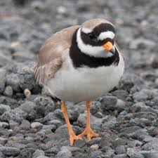 Attēlu rezultāti vaicājumam “Charadrius hiaticula”