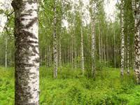 Attēlu rezultāti vaicājumam “Betula pendula var. carelica”
