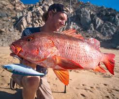 Image result for Lutjanus colorado