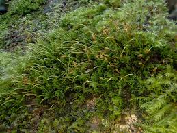 Attēlu rezultāti vaicājumam “Zygodon rupestris”