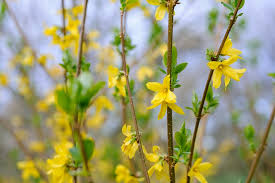 Attēlu rezultāti vaicājumam “Forsythia”