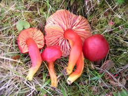Attēlu rezultāti vaicājumam “Hygrocybe pseudoconica”