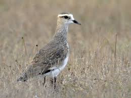 Image result for Vanellus gregarius