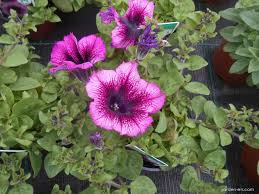 Image result for Petunie