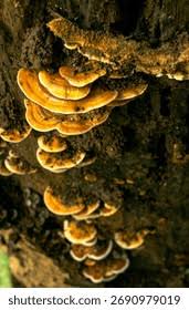 Attēlu rezultāti vaicājumam “Amaurochaete atra spores”