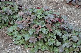 Image result for Heuchera `Swirling Fantasy`