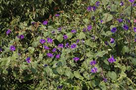 Image result for Ipomoea purpurea