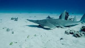 Image result for Rhynchobatus australiae