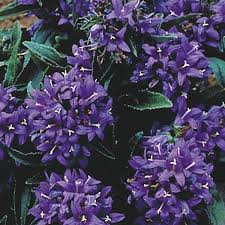 Attēlu rezultāti vaicājumam “Campanula glomerata”