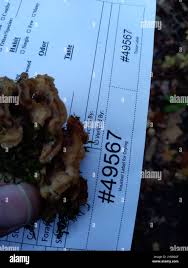 Attēlu rezultāti vaicājumam “Antrodiella semisupina”