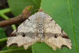 Attēlu rezultāti vaicājumam “Macaria alternata”