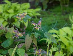 Attēlu rezultāti vaicājumam “Epimedium alpinum  flower”