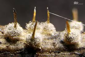 Attēlu rezultāti vaicājumam “Melanospora lagenaria”