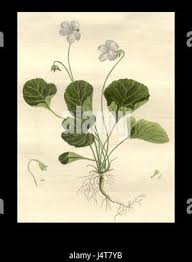 Attēlu rezultāti vaicājumam “Viola riviniana leaf”