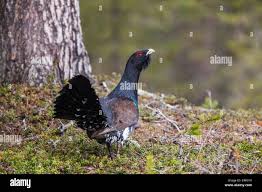 Attēlu rezultāti vaicājumam “Tetrao urogallus male”