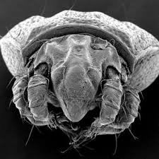 Attēlu rezultāti vaicājumam “Acari”