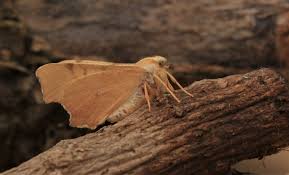 Attēlu rezultāti vaicājumam “Ennomos erosaria”