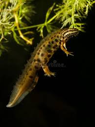 Attēlu rezultāti vaicājumam “Triturus vulgaris male”