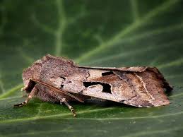 Attēlu rezultāti vaicājumam “Orthosia gothica”