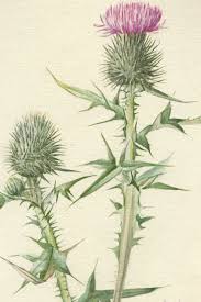Attēlu rezultāti vaicājumam “Cirsium vulgare”