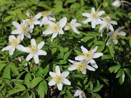 Image result for Buschwindröschen