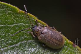 Attēlu rezultāti vaicājumam “Lochmaea caprea”