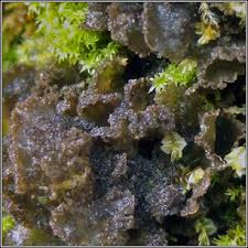 Attēlu rezultāti vaicājumam “Leptogium lichenoides”