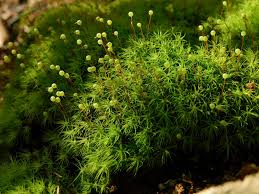 Attēlu rezultāti vaicājumam “Bartramia pomiformis”