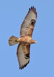 Attēlu rezultāti vaicājumam “Buteo buteo”