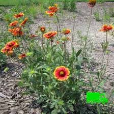 Image result for Gaillardia