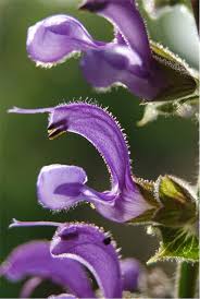 Image result for Salvia pratensis