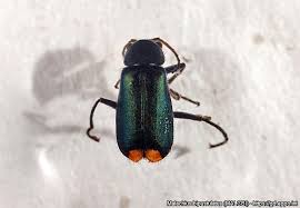 Attēlu rezultāti vaicājumam “Malachius bipustulatus”