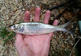 Image result for Alosa chrysochloris