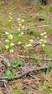 Attēlu rezultāti vaicājumam “Pyrola chlorantha”