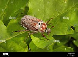 Attēlu rezultāti vaicājumam “Melolontha hippocastani”