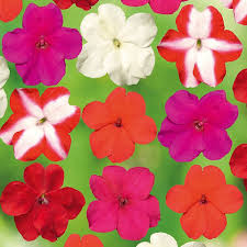 Image result for Impatiens walleriana