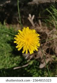 Attēlu rezultāti vaicājumam “Hypochaeris radicata fruit”