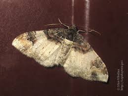 Attēlu rezultāti vaicājumam “Catarhoe cuculata”